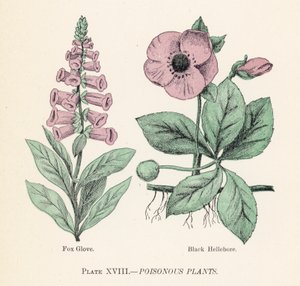 Giftige planter (farve litho) af English School