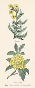 Giftige planter (farve litho) af English School