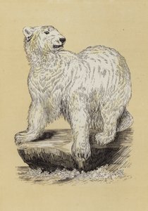 Isbjørn (farve litho) af English School