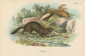 Polecat af English School