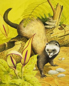Polecat af English School