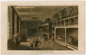 Politos Royal Menagerie, Exeter Change, Strand af English School