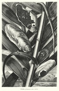 Polybia palmarum og reder (gravering) af English School