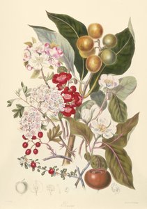 Pomaceae, Æblestammen af English School