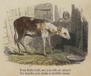 Armes kleines Kalb, bist du ganz allein? Kein Wunder, dass du so schrecklich weinst (kolorierte Gravur) von English School
