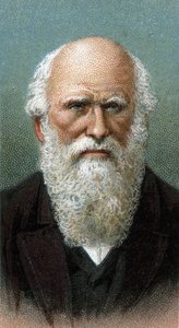Portræt af Charles Robert Darwin (1809-1882) - Fra serien "" Leaders of Men"" - Chromolithography - English School, 20. århundrede - af English School