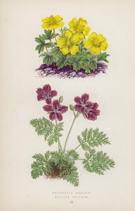 Tvetydig Potentilla; Erodius Petraeus (farve litho) af English School