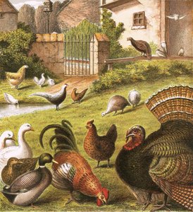 Geflügel auf einem Bauernhof