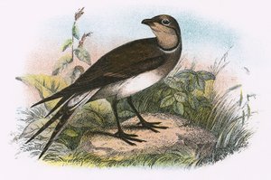 Pratincole af English School
