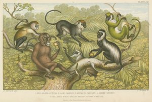 Primater (farvet gravering) af English School