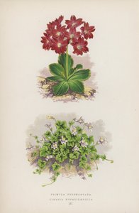 Primula Pedemontana; Linaria Hepaticaefolia (farvelitografi) af English School
