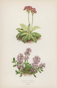Primula Scotica; Thymus Alpinus (farvelitografi) af English School