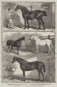 Præmieheste i Agricultural Hall, Islington (gravering) af English School