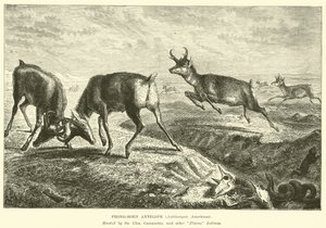 Prong-horn antilope, Antilocapra Americana af English School