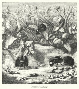 Psithyrus vestalis (gravering) af English School