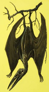 Pterodactylus af English School