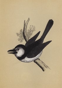 Puff Bird (farve litho) af English School