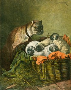 Mops og hvalpe