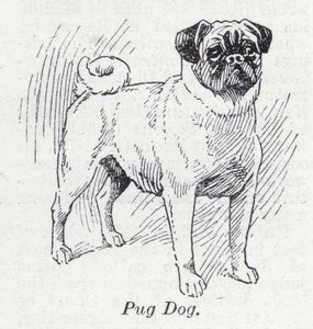 Mops hund (litho) af English School