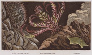 Purple-tipped urchin, rosenrød fjer-stjerne, Starlet (farve litho) af English School