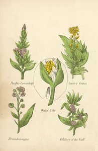 Purple Loosestrife, Skørbug, Åkande, Houndstongue, Petitory of the Wall (farve litho) af English School