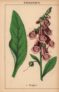 Lilla fingerbøtte  , fra "The Instructive Picturebook, or Lessons from the Vegetable World," [Charlotte Mary Yonge], Edinburgh af English School