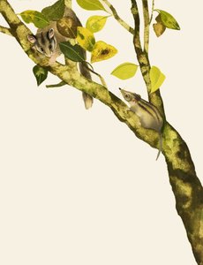 Pygmæ spidsmus af English School