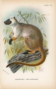 Queensland Træ-Kænguru af English School