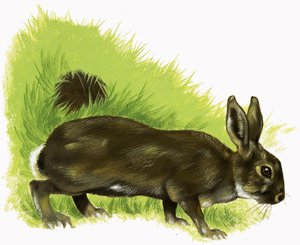 Kanin af English School