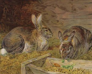 Kaniner i en lade (farve litho) af English School