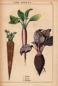 Radise, gulerod og rødbede.  , fra "The Instructive Picturebook, or Lessons from the Vegetable World," [Charlotte Mary Yonge], Edinburgh af English School