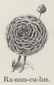 Ranunculus (gravering) af English School