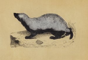 Ratel (farvelitografi) af English School