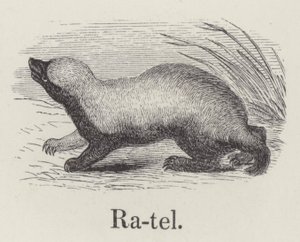 Ratel (gravering) af English School