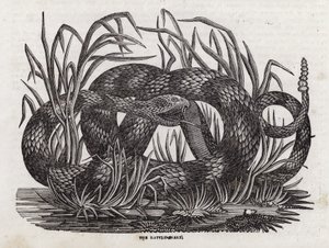 Rangleslange (gravering) af English School