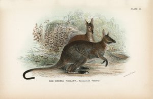 Rødhalset Wallaby Tasmanian Variety af English School