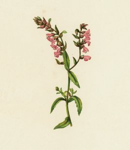 Rød Bartsia, Bartsia odontites (farvelitografi) af English School