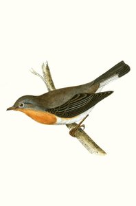 Red Breasted Fluesnapper, illustration fra 