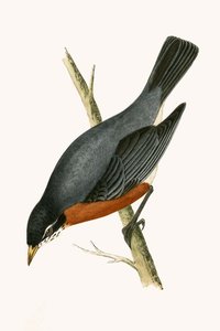 Red Breasted Thrush, illustration fra 