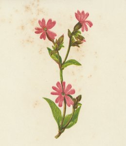 Rød Campion, Lychnis Dioica (farvelitografi) af English School