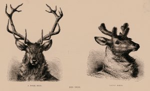 Red Deer (indgravering) af English School