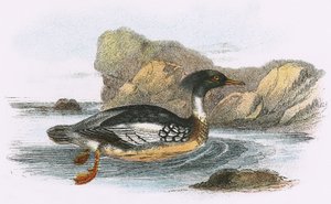 Rødbarmet Merganser af English School