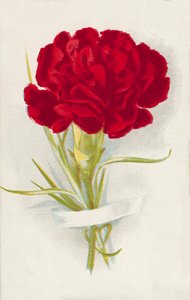 Rød nellike (chromolitho) af English School