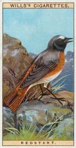 Rødstart af English School