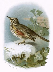 Rødvinge