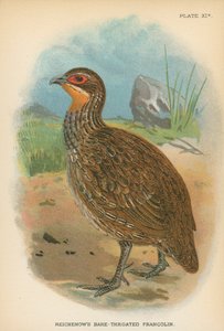 Reichenows barhalsede Francolin af English School