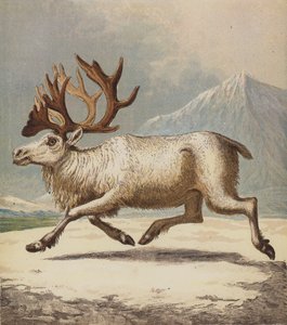 Rensdyr (farve litho) af English School