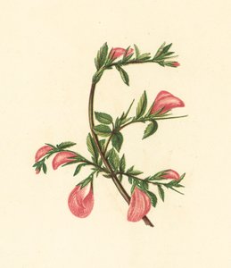 Rest-Harrow, Ononis Arvensis (farvelitografi) af English School