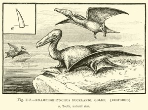 Rhamphorhynchus Bucklandi, Goldf, restored  af English School