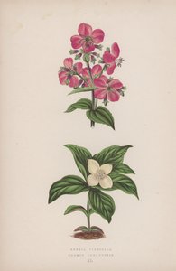 Rhexia Virginica; Cornus Canadensis (farvelitografi) af English School